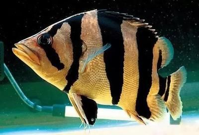 7到8厘米虎魚一天喂幾次：7到8厘米的虎魚一天喂幾次