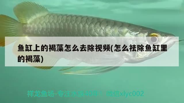 魚缸上的褐藻怎么去除視頻(怎么祛除魚缸里的褐藻)