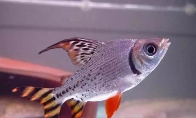 龍魚缸混養(yǎng)什么魚，適合與龍魚一起混養(yǎng)的魚種，