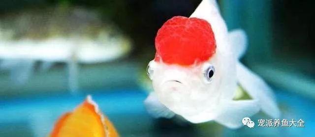 觀賞魚死亡解決辦法有哪些（觀賞魚死亡的原因及解決方法）