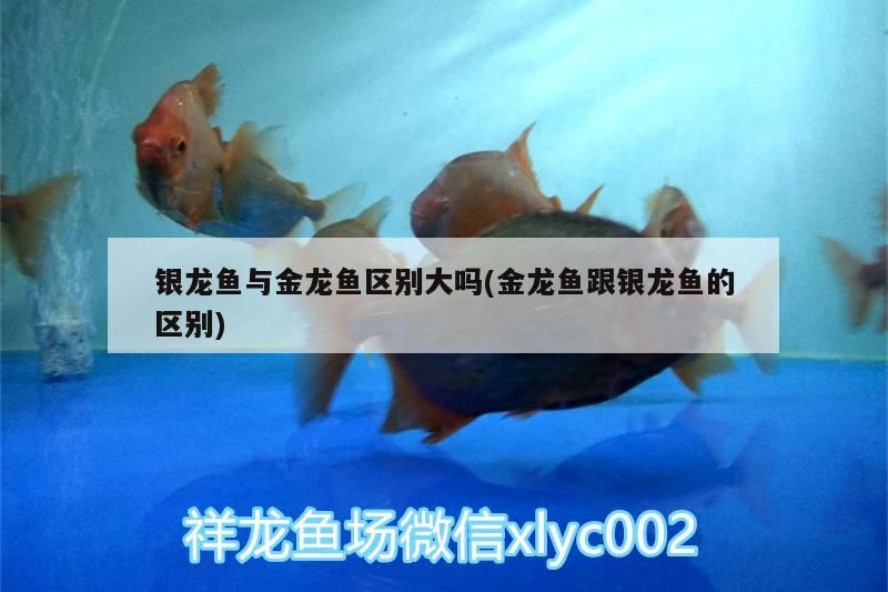銀龍魚與金龍魚區別大嗎(金龍魚跟銀龍魚的區別)