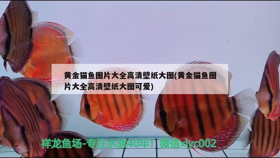 黃金貓魚圖片大全高清壁紙大圖(黃金貓魚圖片大全高清壁紙大圖可愛)
