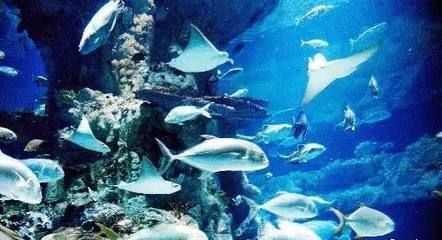 水族館代表什么：水族館不僅僅是一個展示水生生物的地方 水族館代表什么：水族館不僅僅是一個展示水生生物的地方 水族館百科（水族館加盟） 第2張