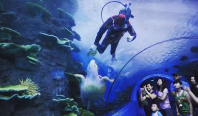 水族館代表什么：水族館不僅僅是一個展示水生生物的地方 水族館代表什么：水族館不僅僅是一個展示水生生物的地方 水族館百科（水族館加盟） 第3張