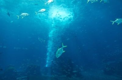 水族館代表什么：水族館不僅僅是一個展示水生生物的地方 水族館代表什么：水族館不僅僅是一個展示水生生物的地方 水族館百科（水族館加盟） 第5張