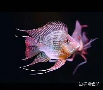 元寶鳳凰和關刀區別：元寶鳳凰和關刀魚有什么區別
