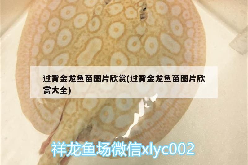 過背金龍魚苗圖片欣賞(過背金龍魚苗圖片欣賞大全)