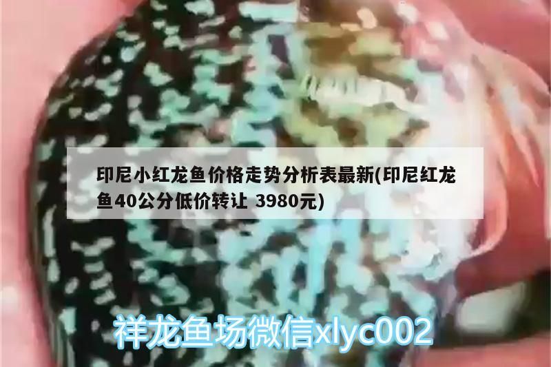 印尼小紅龍魚價格走勢分析表最新(印尼紅龍魚40公分低價轉讓3980元)