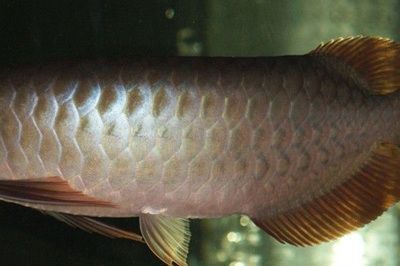 紅龍魚馬蹄印圖解：關(guān)于紅龍魚的馬蹄印圖解