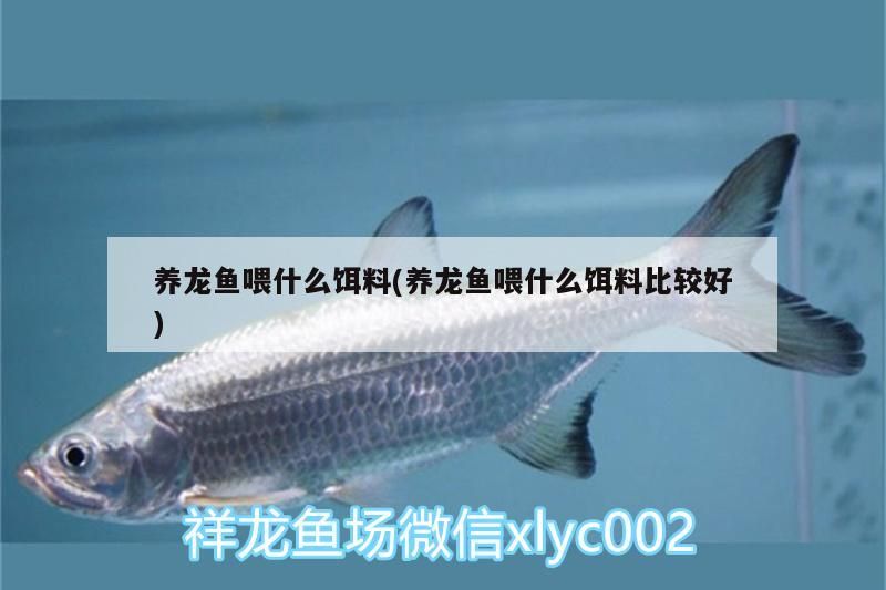 養(yǎng)龍魚(yú)喂什么餌料(養(yǎng)龍魚(yú)喂什么餌料比較好)