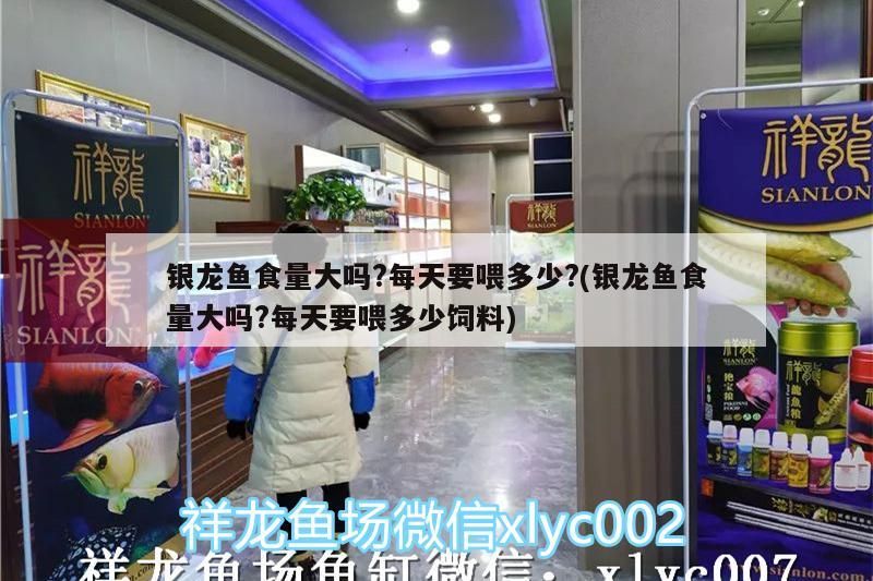 銀龍魚食量大嗎?每天要喂多少?(銀龍魚食量大嗎?每天要喂多少飼料)