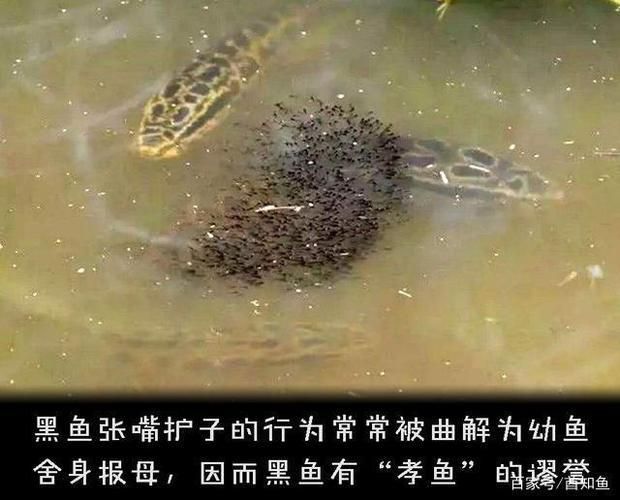虎鯨捕食習慣與能量需求關系，虎鯨的捕食習慣與其能量需求之間存在密切的關系