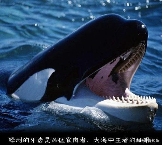 虎鯨捕食習慣與能量需求關系，虎鯨的捕食習慣與其能量需求之間存在密切的關系