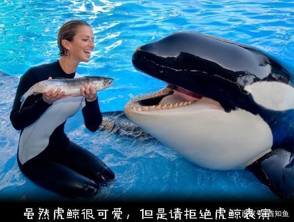 虎鯨捕食習慣與能量需求關系，虎鯨的捕食習慣與其能量需求之間存在密切的關系