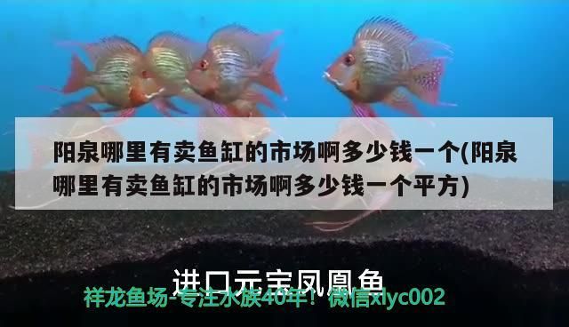 陽泉哪里有賣魚缸的市場啊多少錢一個(陽泉哪里有賣魚缸的市場啊多少錢一個平方)