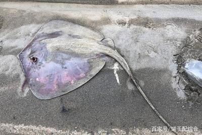 魟魚死亡太快了會死嗎：魟魚死亡太快會死嗎