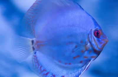 水族館中的魚類有哪些：上海海洋水族館中常見的展示魚類之一
