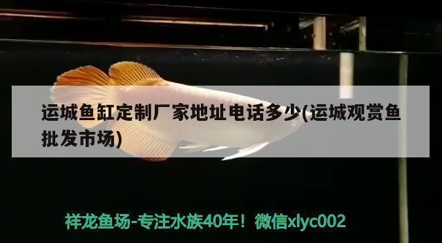 甘南州龍魚vs甘南州水族批發市場vs甘南州水族館vs甘南州魚缸批發市場vs祥龍魚場：甘南州水族批發市場