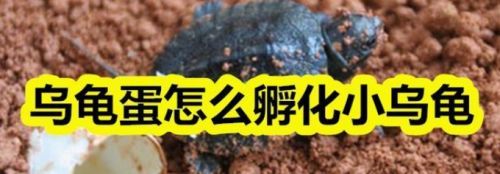 豬鼻龜下蛋怎么辦才能孵化出來：豬鼻龜什么時(shí)候下蛋能下蛋，豬鼻龜什么時(shí)候下蛋孵化