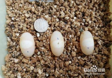 豬鼻龜下蛋怎么辦才能孵化出來：豬鼻龜什么時(shí)候下蛋能下蛋，豬鼻龜什么時(shí)候下蛋孵化
