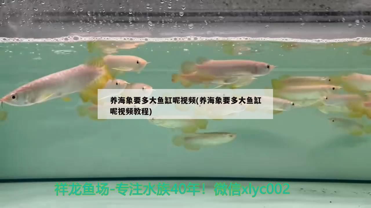 養海象要多大魚缸呢視頻(養海象要多大魚缸呢視頻教程)