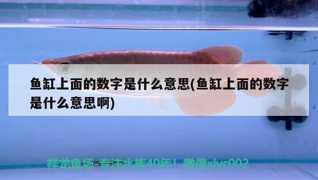 魚缸上面的數字是什么意思(魚缸上面的數字是什么意思啊)