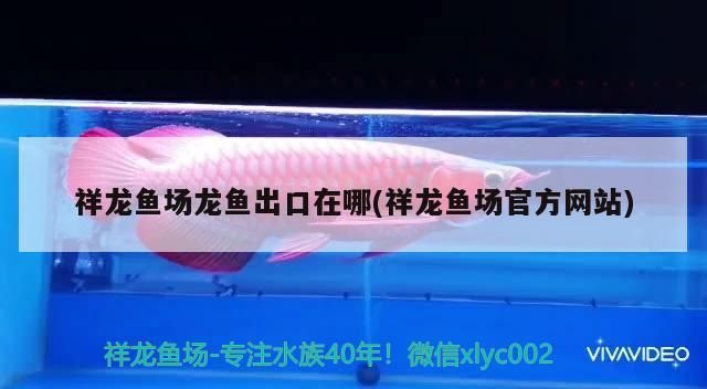 祥龍魚場龍魚出口在哪(祥龍魚場官方網(wǎng)站)