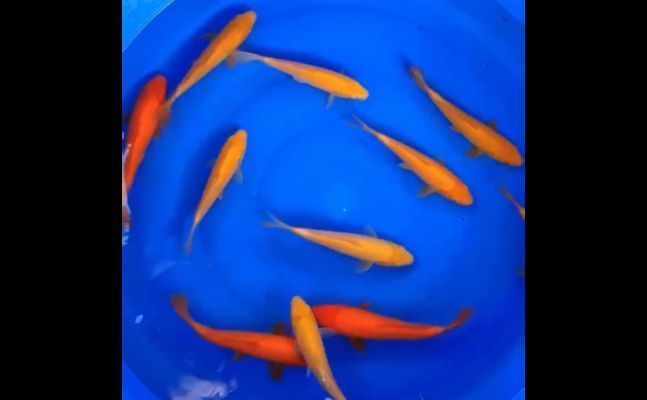 龍魚需要多寬的缸養vs祥龍魚場：龍魚養殖缸寬度需求與祥龍魚場的關系，龍魚養殖缸寬度需求