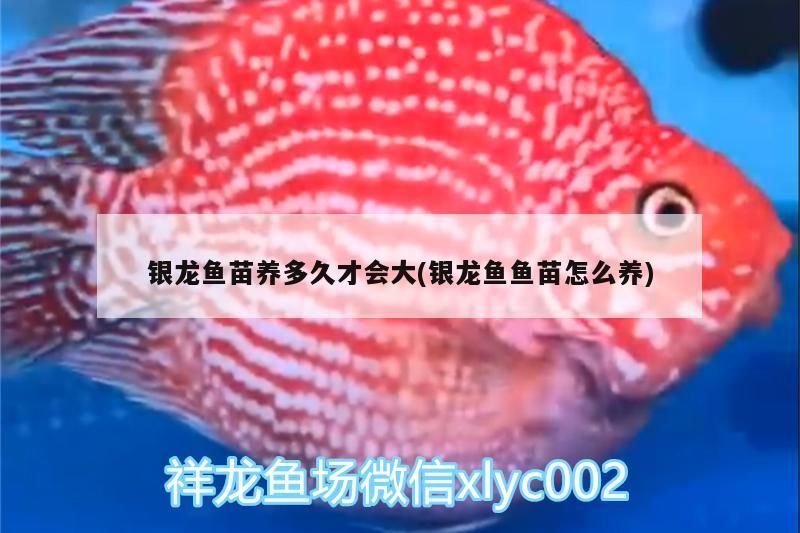 銀龍魚苗養多久才會大(銀龍魚魚苗怎么養)