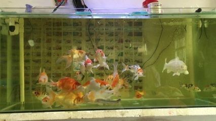 120魚缸能養多大的錦鯉呢：錦鯉魚缸養殖密度與魚缸大小的關系