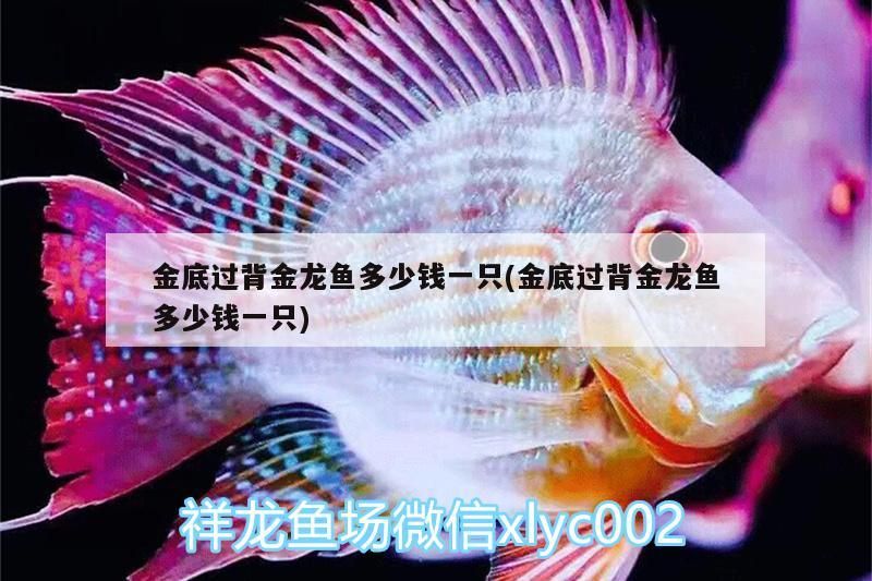 金底過背金龍魚多少錢一只(金底過背金龍魚多少錢一只)