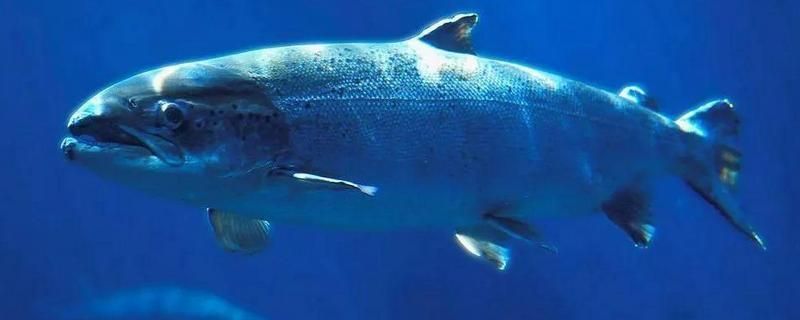 三文虎魚怎么養(yǎng)：三文虎魚對水質(zhì)的要求較為苛刻，三文虎魚怎么養(yǎng)