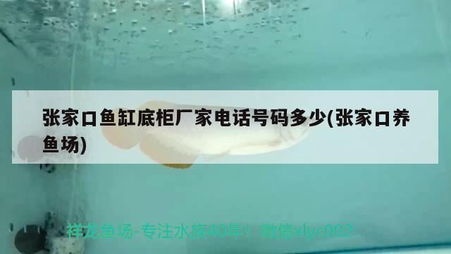 張家口魚缸底柜廠家電話號(hào)碼多少(張家口養(yǎng)魚場(chǎng)) 張家口魚缸底柜廠家電話號(hào)碼多少(張家口養(yǎng)魚場(chǎng)) 黃金貓魚百科 第3張