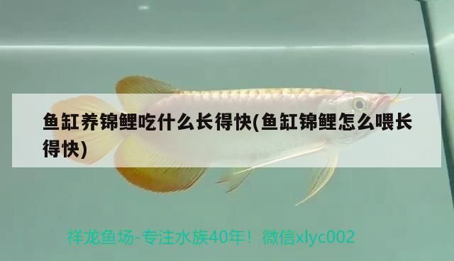 魚缸養(yǎng)錦鯉吃什么長得快(魚缸錦鯉怎么喂長得快)