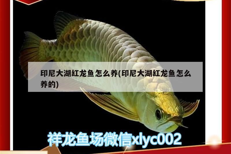 印尼大湖紅龍魚怎么養(印尼大湖紅龍魚怎么養的)