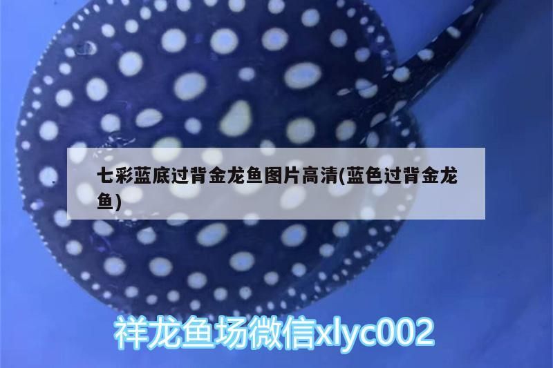 七彩藍底過背金龍魚圖片高清(藍色過背金龍魚) 金龍魚百科 第3張 七彩藍底過背金龍魚圖片高清(藍色過背金龍魚) 七彩藍底過背金龍魚圖片高清(藍色過背金龍魚) 金龍魚百科 第3張