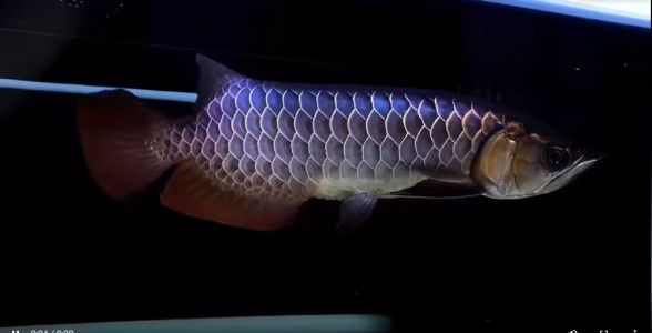 古典藍(lán)底過背金龍魚的特點(diǎn)：古典藍(lán)底過背金龍魚在水族愛好者中具有較高的地位