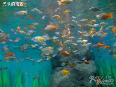 水族館里面有什么便宜好看的魚(yú)：便宜又好看的觀賞魚(yú)有哪些？