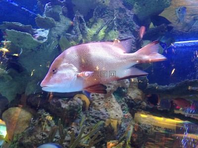 水族館里面有什么便宜好看的魚(yú)：便宜又好看的觀賞魚(yú)有哪些？