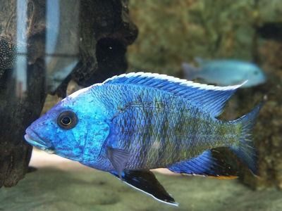 水族館里面有什么便宜好看的魚：便宜又好看的觀賞魚有哪些？