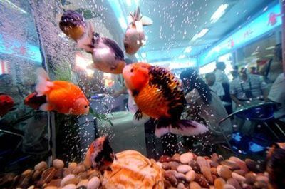 水族館里面有什么便宜好看的魚：便宜又好看的觀賞魚有哪些？