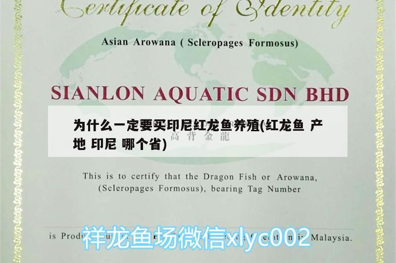 為什么一定要買印尼紅龍魚養殖(紅龍魚產地印尼哪個省)