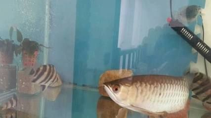 龍魚缸溫度太低導致魚翻肚子了，龍魚缸水溫過低導致魚翻肚子了
