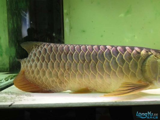龍魚立鱗恢復(fù)后多久喂食一次vs祥龍魚場：龍魚立鱗恢復(fù)后多久喂食一次