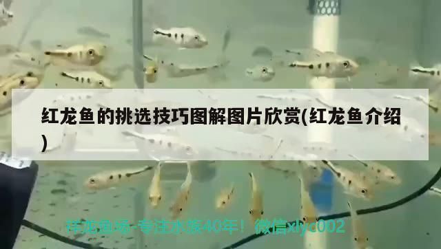 婁底龍魚vs婁底水族批發市場vs婁底水族館vs婁底魚缸批發市場vs祥龍魚場：婁底龍魚、婁底水族批發市場、婁底水族館、婁底魚缸批發市場信息