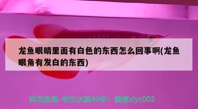 婁底龍魚vs婁底水族批發市場vs婁底水族館vs婁底魚缸批發市場vs祥龍魚場：婁底龍魚、婁底水族批發市場、婁底水族館、婁底魚缸批發市場信息