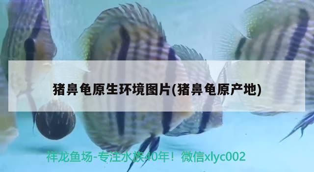 豬鼻龜的價格2020：2020年豬鼻龜市場需求趨勢分析豬鼻龜市場需求趨勢分析