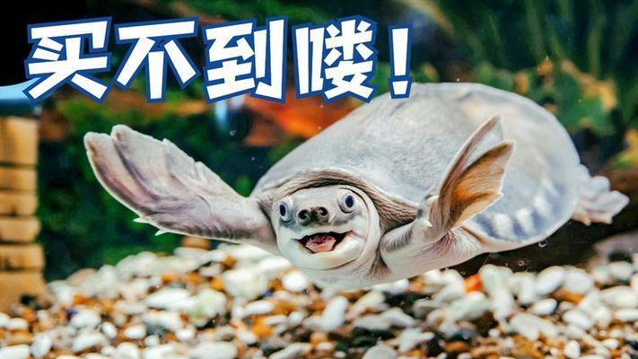 豬鼻龜的價格2020：2020年豬鼻龜市場需求趨勢分析豬鼻龜市場需求趨勢分析