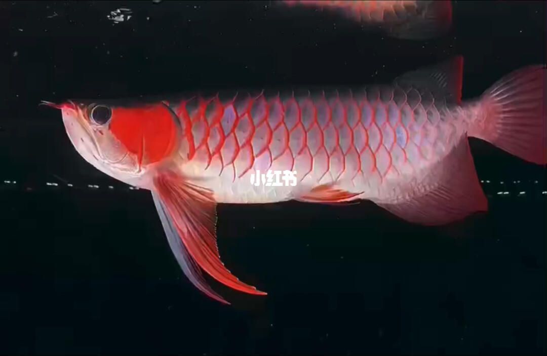 紅龍魚胸鰭下掛：紅龍魚胸鰭下掛的自我診斷