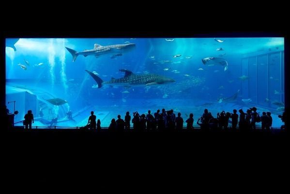 水族館品牌十強(qiáng)（2024年水族用品品牌排行榜水族館品牌性價(jià)比排行榜）